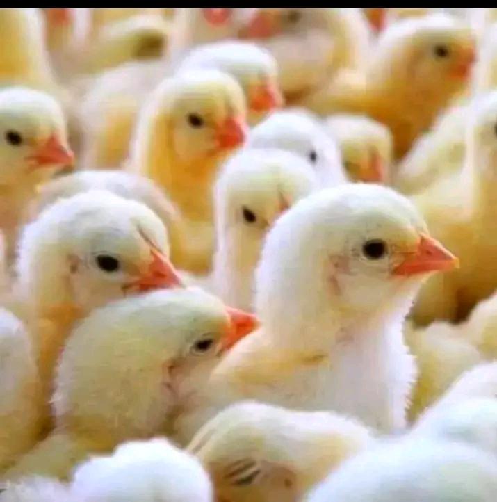 Broilers
